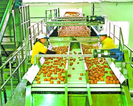 10年培育 我市農業龍頭企業增長上千家