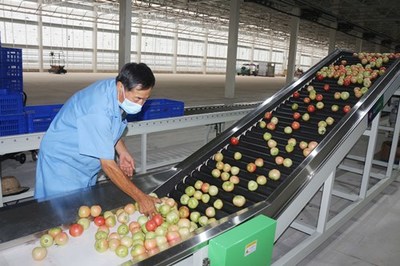 鳳臺智慧農業: 忙生產 促發展