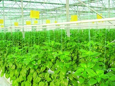 設施農(nóng)業(yè)+初見經(jīng)濟效益