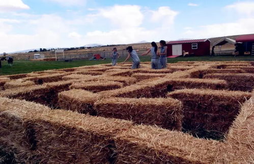 313文旅 體驗 是休閑農(nóng)業(yè)提供給消費者高層次的 產(chǎn)品