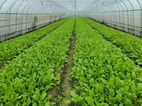 農業主體,四川10地氣溫超40 高溫天氣農業生產管理意見,請一定收好