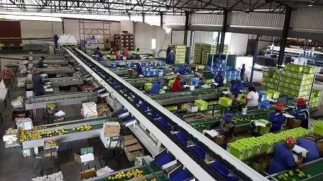 蔬菜自動化分揀好嗎?蔬菜自動化分揀的發展前景如何?