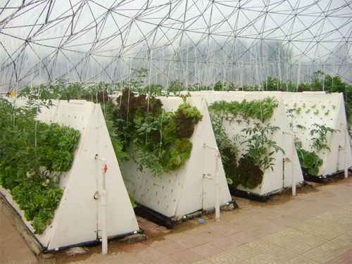 繡田農(nóng)業(yè)有口皆碑 圖 無土栽培大棚 云南無土栽培