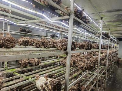 建設12個現(xiàn)代設施農(nóng)業(yè)片區(qū),上海新一輪都市農(nóng)業(yè)構想逐漸清晰