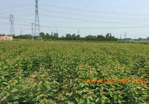 嫁接車厘子樹苗,2016四川成都車厘子苗基地,嫁接車厘子樹苗,2016四川成都車厘子苗基地生產(chǎn)廠家,嫁接車厘子樹苗,2016四川成都車厘子苗基地價格