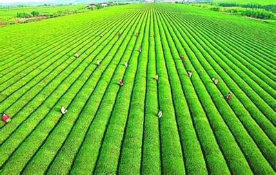 推行農(nóng)業(yè)清潔生產(chǎn)刻不容緩