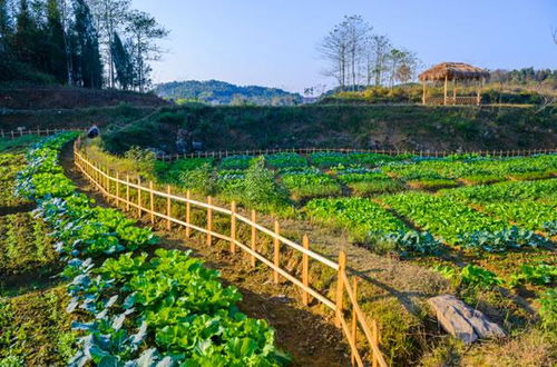 新化 鋤頭娃 抱團(tuán)奮斗寫意綠色農(nóng)業(yè)