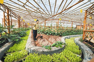 有機農(nóng)業(yè)和有機食品