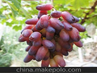 「圖」貴州農業產品 特價 廠家直銷 超逸葡萄 美人指 穗重600-800克圖片1