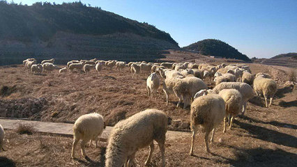 浙江軍袍農(nóng)業(yè) 專業(yè)供應(yīng)優(yōu)質(zhì)小尾寒羊，以實(shí)力鑄就信賴