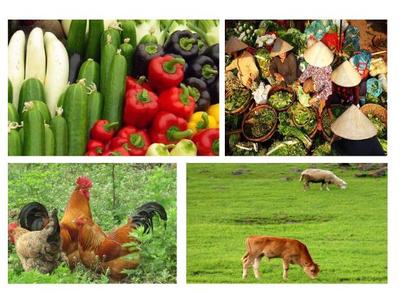 發(fā)展現(xiàn)代農(nóng)業(yè) 農(nóng)產(chǎn)品商標(biāo)注冊的策略與選擇